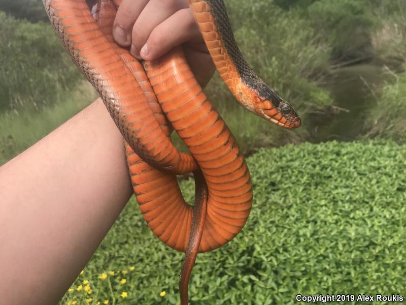 Red-bellied Watersnake (Nerodia erythrogaster erythrogaster)