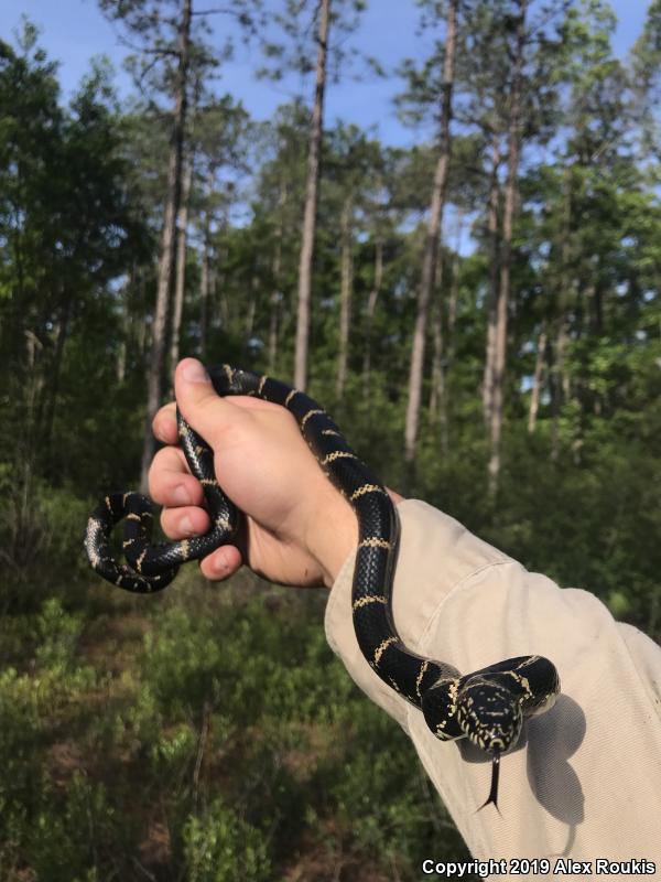 Eastern Kingsnake (Lampropeltis getula getula)