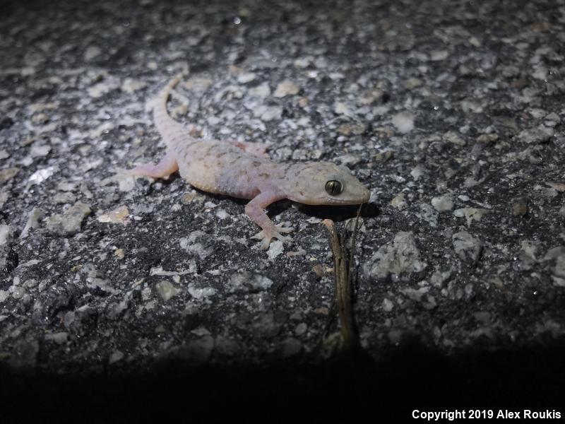 Mediterranean House Gecko (Hemidactylus turcicus)