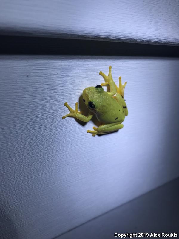 Squirrel Treefrog (Hyla squirella)