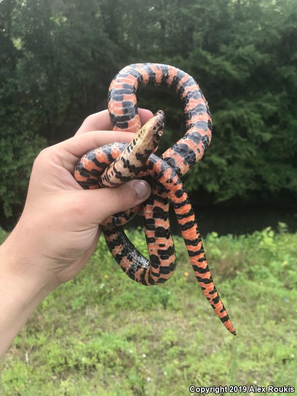 Eastern Mudsnake (Farancia abacura abacura)