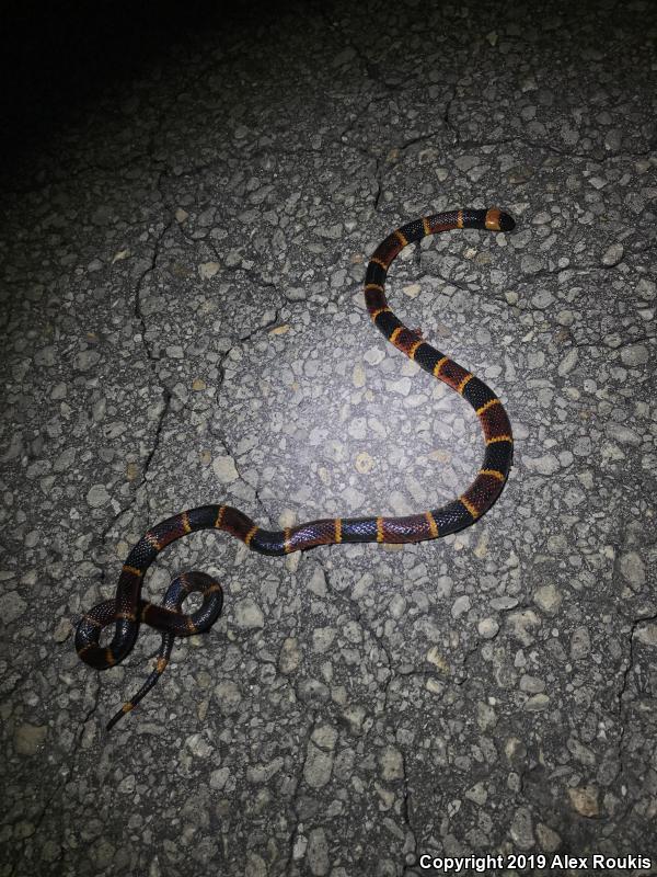 Eastern Coral Snake (Micrurus fulvius)