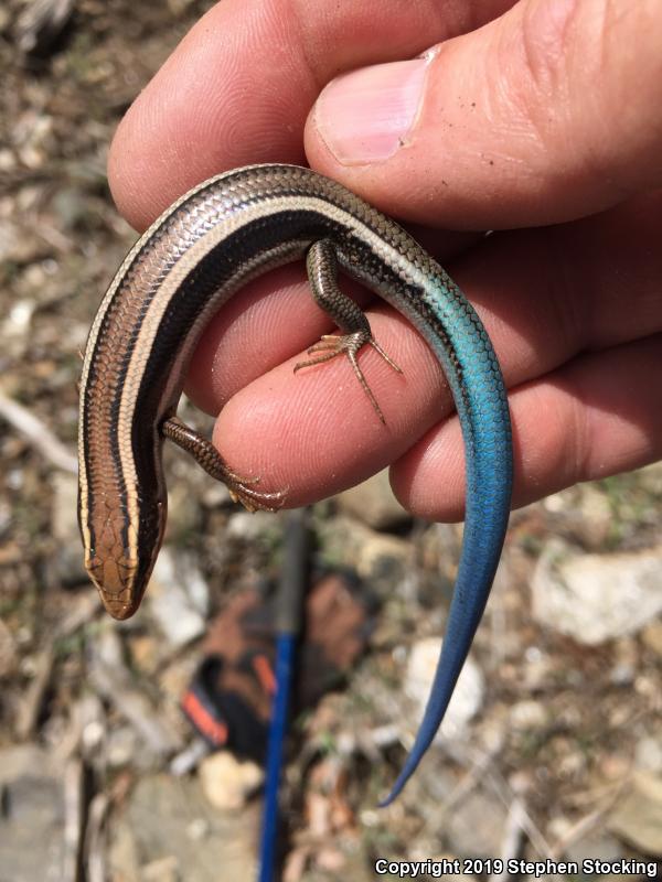 Great Basin Skink (Plestiodon skiltonianus utahensis)