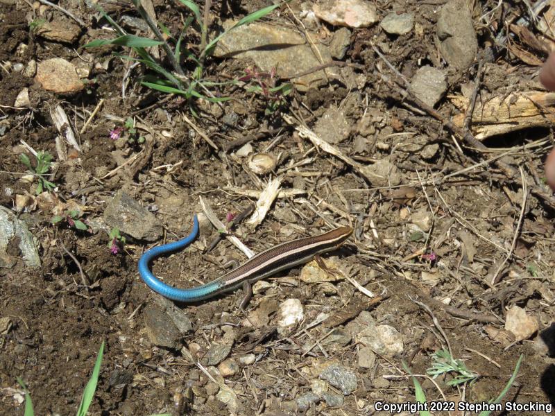 Great Basin Skink (Plestiodon skiltonianus utahensis)