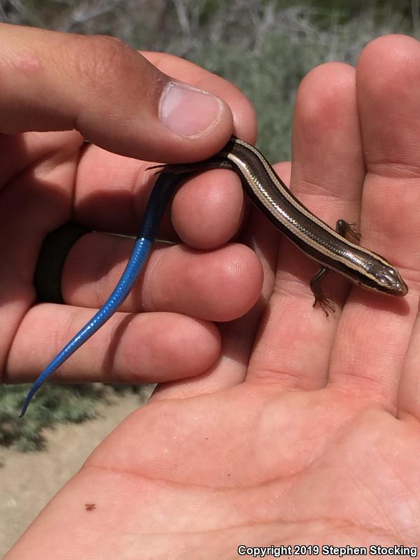 Great Basin Skink (Plestiodon skiltonianus utahensis)