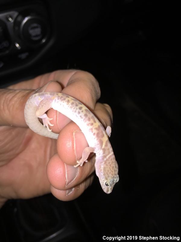 Desert Banded Gecko (Coleonyx variegatus variegatus)