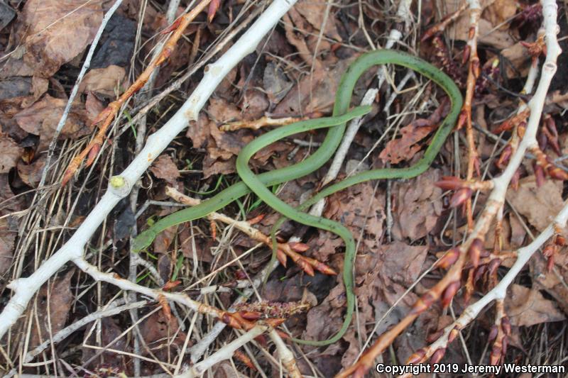 Western Smooth Greensnake (Opheodrys vernalis blanchardi)