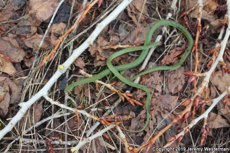 Western Smooth Greensnake (Opheodrys vernalis blanchardi)