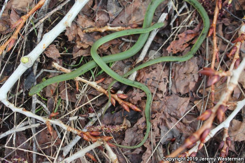 Western Smooth Greensnake (Opheodrys vernalis blanchardi)