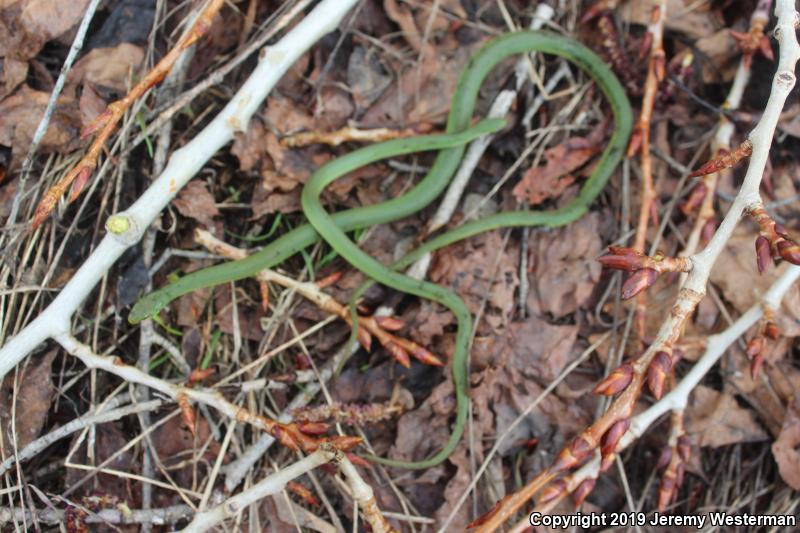 Western Smooth Greensnake (Opheodrys vernalis blanchardi)