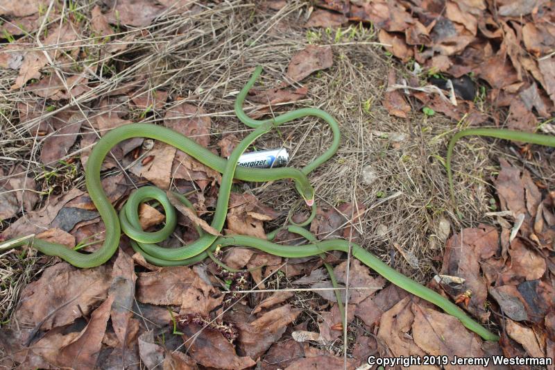 Western Smooth Greensnake (Opheodrys vernalis blanchardi)