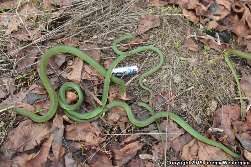 Western Smooth Greensnake (Opheodrys vernalis blanchardi)