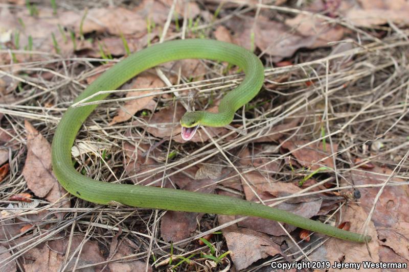 Western Smooth Greensnake (Opheodrys vernalis blanchardi)