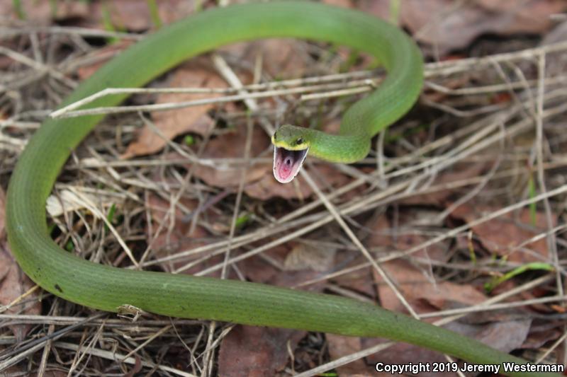 Western Smooth Greensnake (Opheodrys vernalis blanchardi)