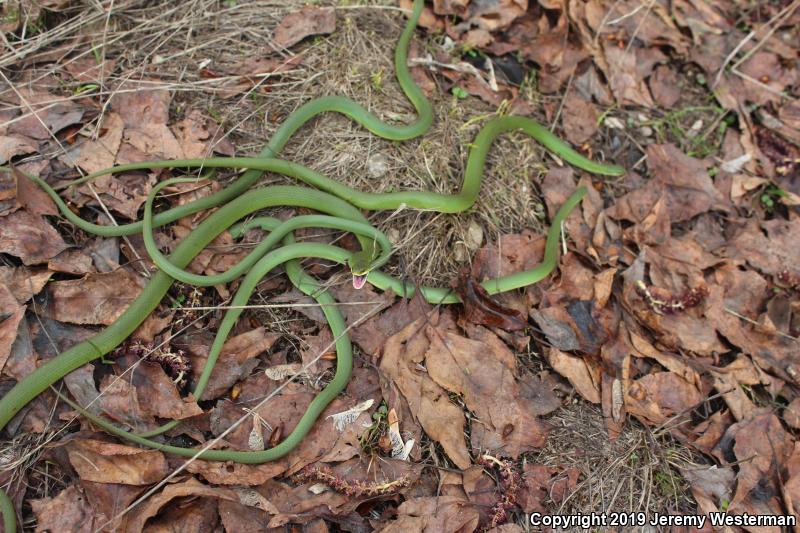 Western Smooth Greensnake (Opheodrys vernalis blanchardi)