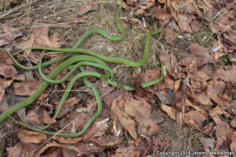 Western Smooth Greensnake (Opheodrys vernalis blanchardi)