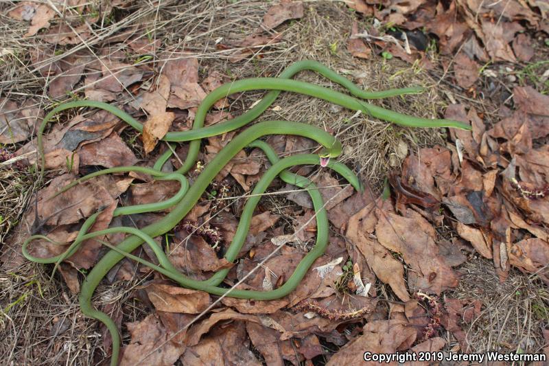 Western Smooth Greensnake (Opheodrys vernalis blanchardi)