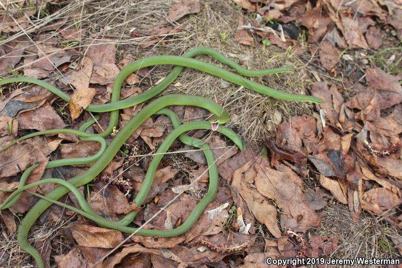 Western Smooth Greensnake (Opheodrys vernalis blanchardi)