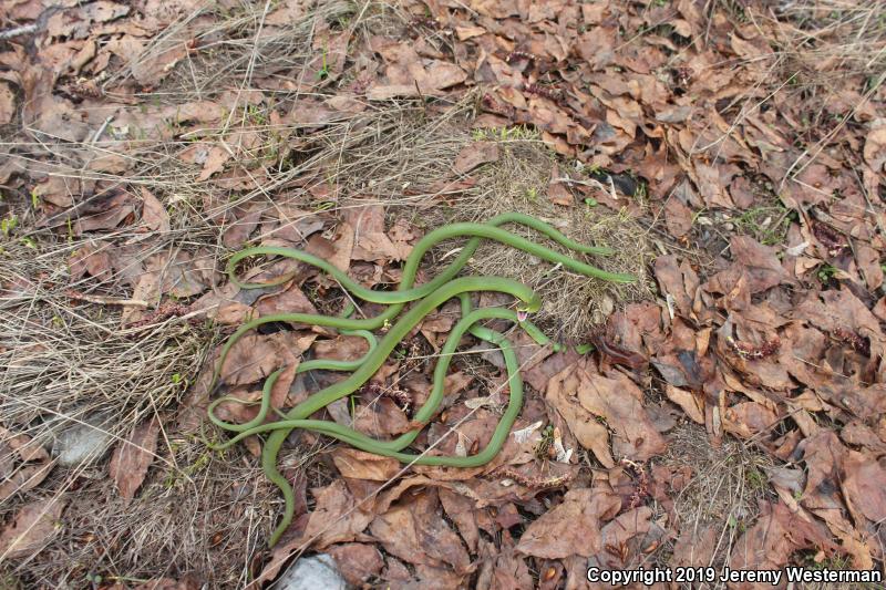 Western Smooth Greensnake (Opheodrys vernalis blanchardi)