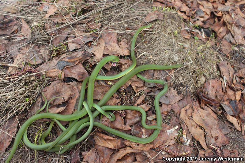 Western Smooth Greensnake (Opheodrys vernalis blanchardi)