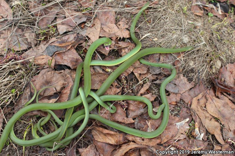 Western Smooth Greensnake (Opheodrys vernalis blanchardi)