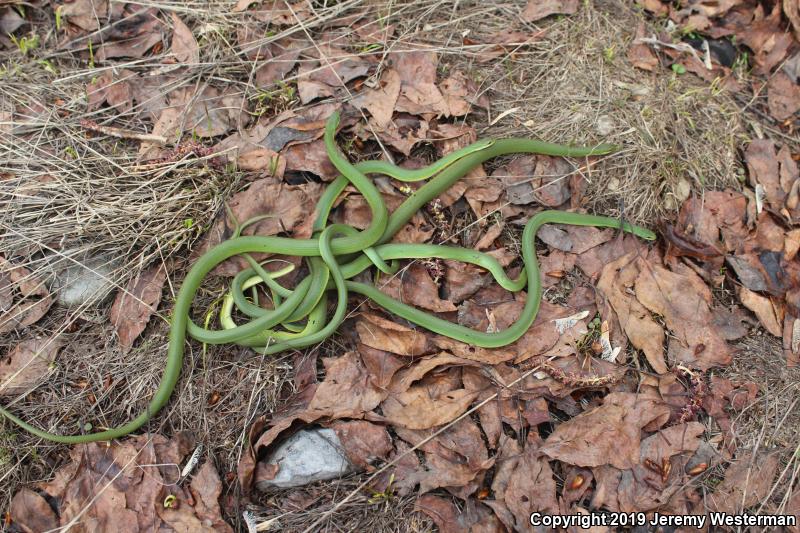 Western Smooth Greensnake (Opheodrys vernalis blanchardi)