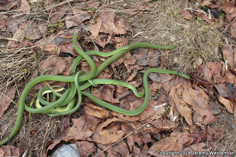 Western Smooth Greensnake (Opheodrys vernalis blanchardi)