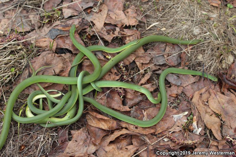 Western Smooth Greensnake (Opheodrys vernalis blanchardi)