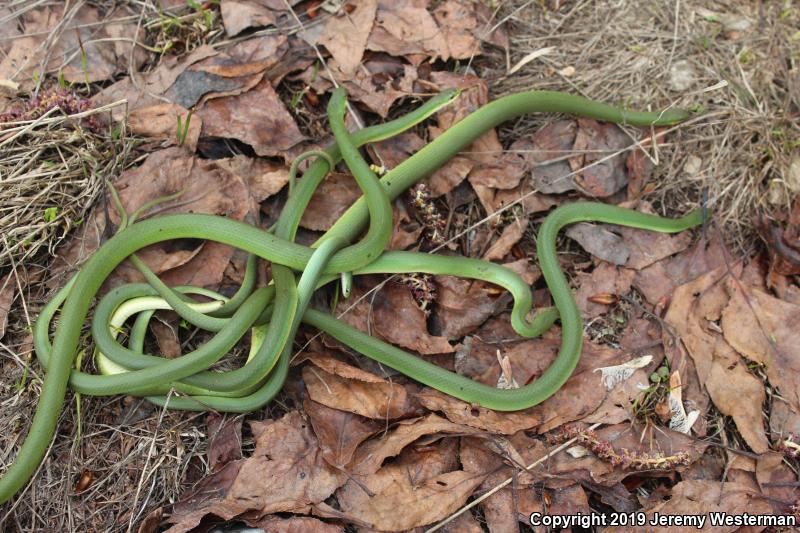 Western Smooth Greensnake (Opheodrys vernalis blanchardi)