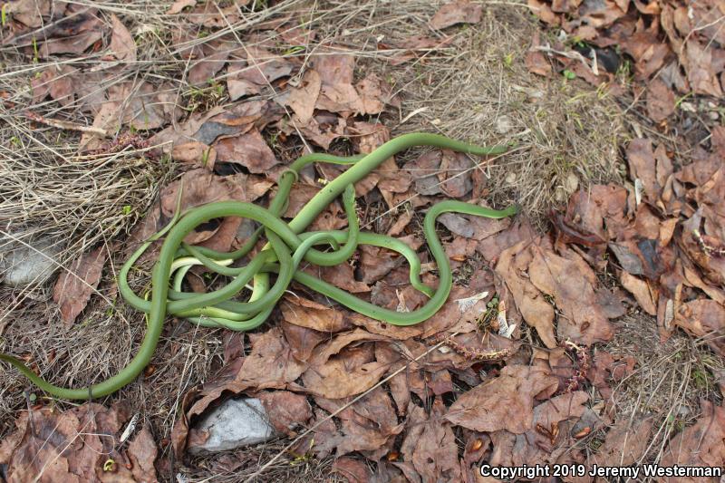 Western Smooth Greensnake (Opheodrys vernalis blanchardi)