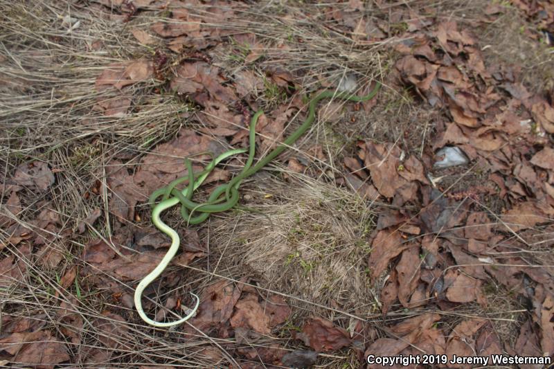 Western Smooth Greensnake (Opheodrys vernalis blanchardi)