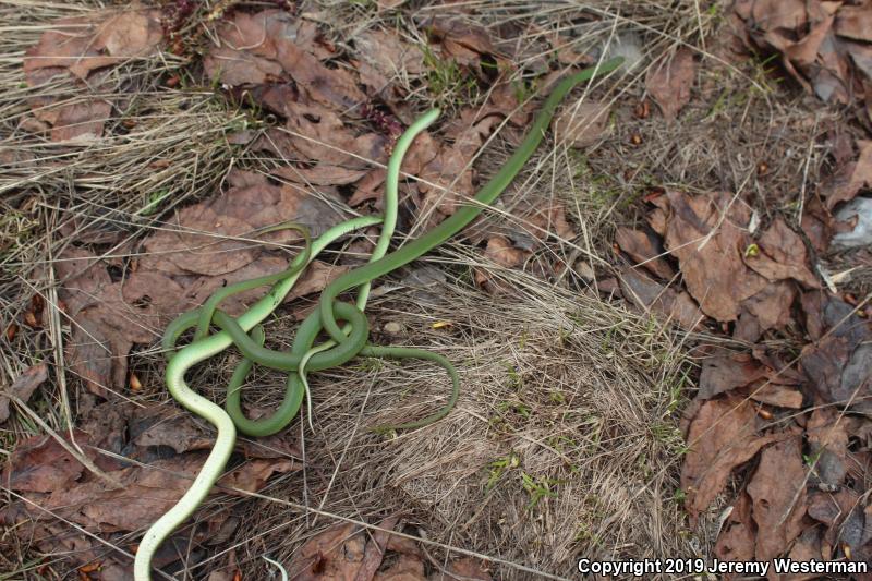 Western Smooth Greensnake (Opheodrys vernalis blanchardi)