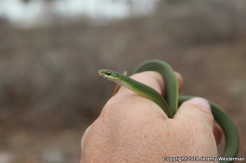 Western Smooth Greensnake (Opheodrys vernalis blanchardi)