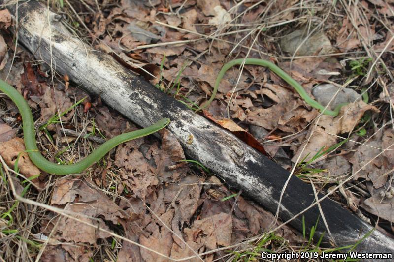 Western Smooth Greensnake (Opheodrys vernalis blanchardi)