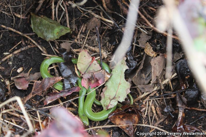 Western Smooth Greensnake (Opheodrys vernalis blanchardi)