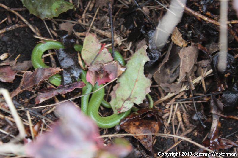 Western Smooth Greensnake (Opheodrys vernalis blanchardi)