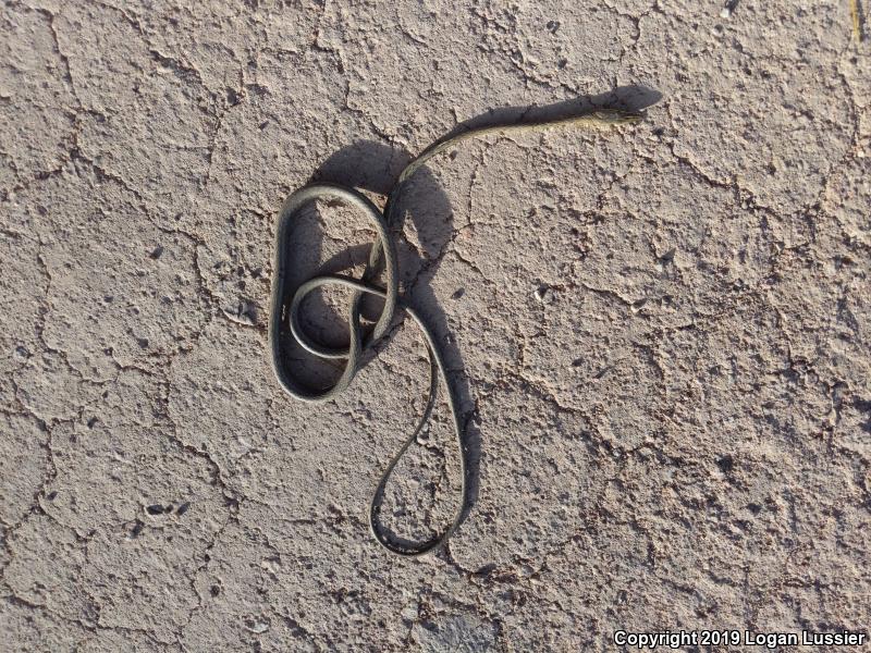 Brown Vinesnake (Oxybelis aeneus)