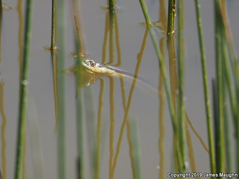 Diablo Gartersnake (Thamnophis atratus zaxanthus)