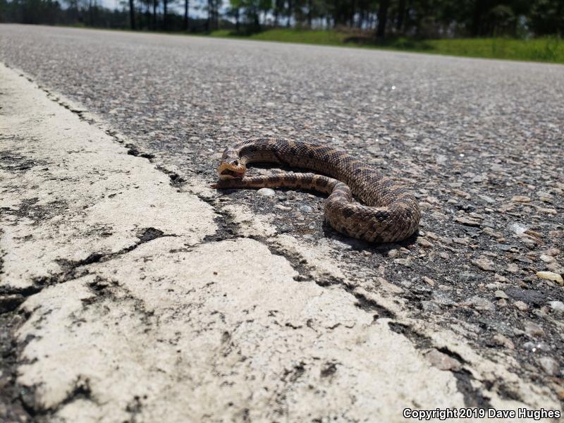 Southern Hog-nosed Snake (Heterodon simus)