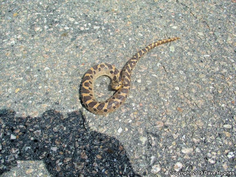 Southern Hog-nosed Snake (Heterodon simus)