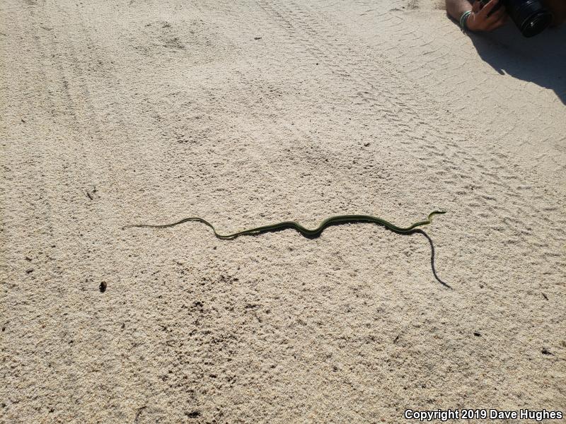 Northern Rough Greensnake (Opheodrys aestivus aestivus)