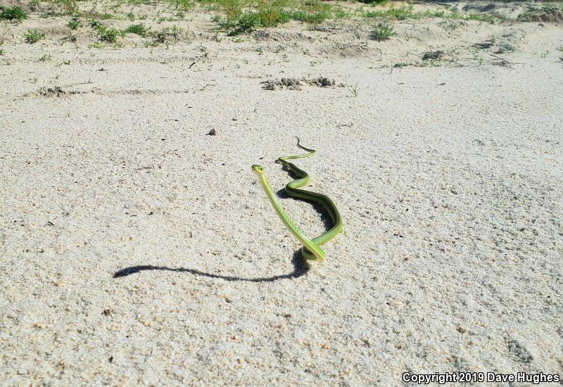 Northern Rough Greensnake (Opheodrys aestivus aestivus)