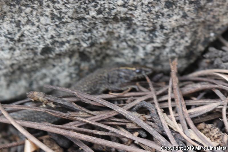 Desert Night Lizard (Xantusia vigilis vigilis)