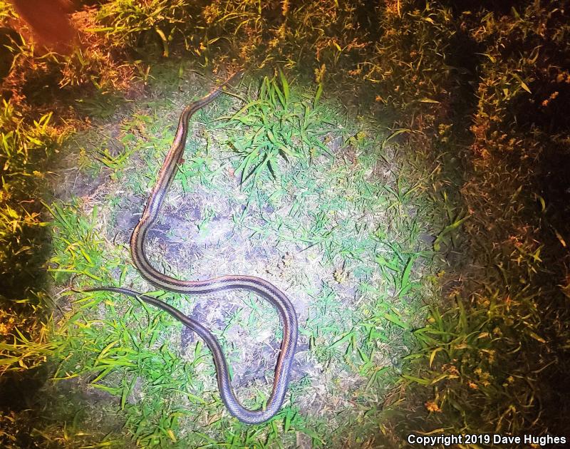 Yellow Ratsnake (Pantherophis obsoletus quadrivittatus)