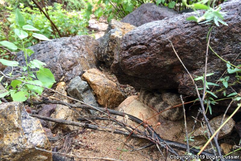 Tiger Rattlesnake (Crotalus tigris)