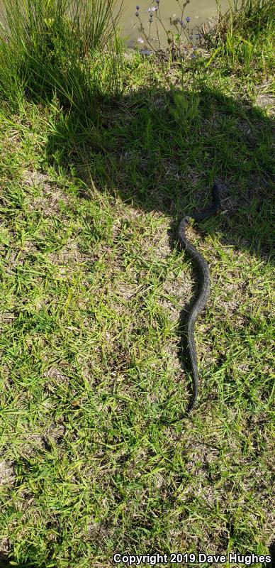 Carolina Watersnake (Nerodia sipedon williamengelsi)