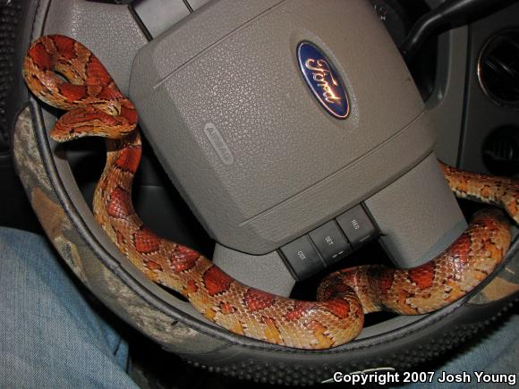 Red Cornsnake (Pantherophis guttatus)