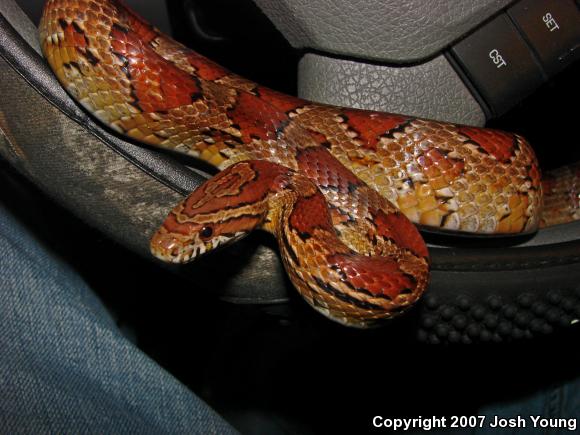 Red Cornsnake (Pantherophis guttatus)