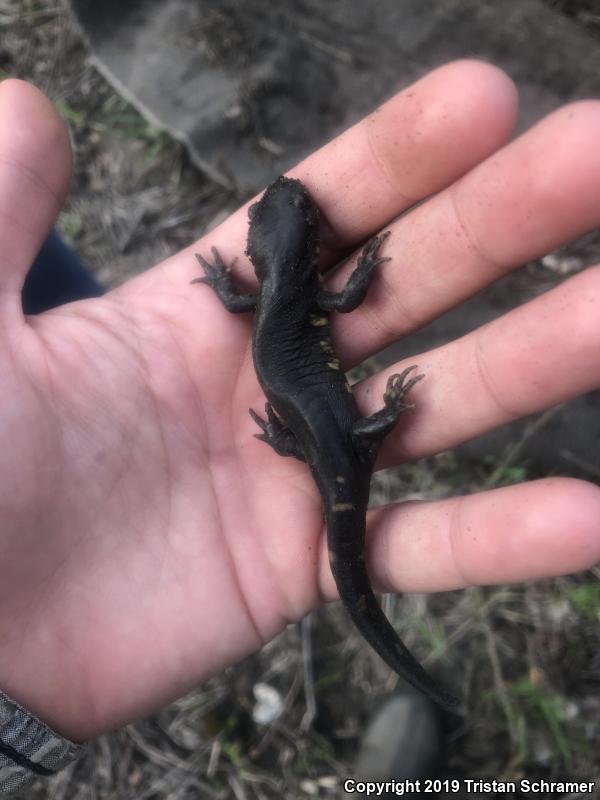 Eastern Tiger Salamander (Ambystoma tigrinum)