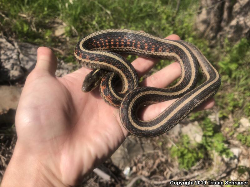 Red-sided Gartersnake (Thamnophis sirtalis parietalis)